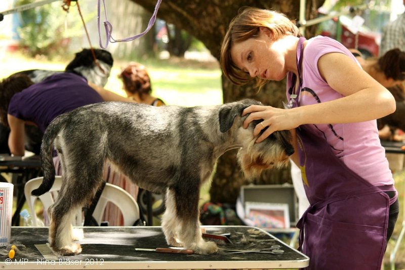 2012-07-01 B & B - Bedlington & Bichon Fun Day (24)_1500x1000.jpg
